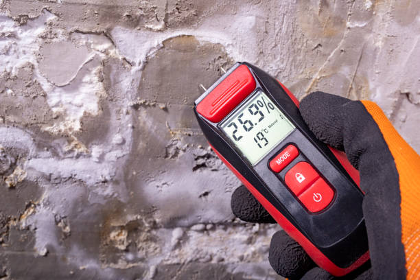 Best Toxic Mold Removal  in Ashland City, TN