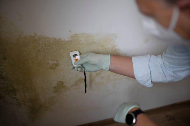 Best Attic Mold Removal  in Ashland City, TN