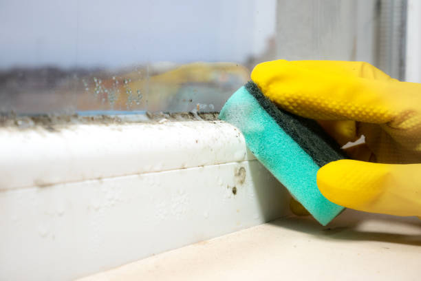 Best Commercial Mold Removal  in Ashland City, TN