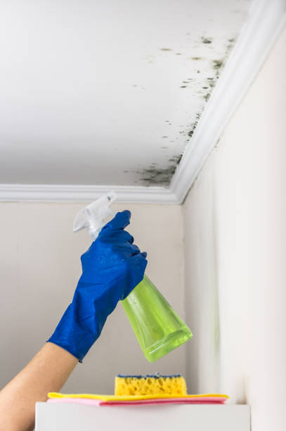 Best Professional Mold Removal  in Ashland City, TN